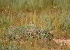Witvleugelleeuwerik (white-winged lark) (Melanocorypha leucoptera) - Tsagaan suvarga 23-08-2016 (1)
